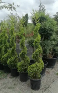 سمپاشی و هرس