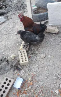 مرغ ۱سال و نیمه خروس  یک ساله