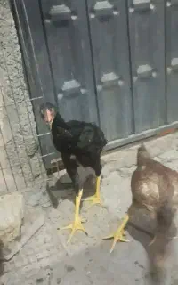 لاری اصل