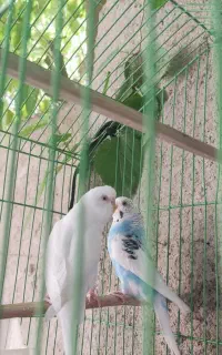 مرغ عشق مولد