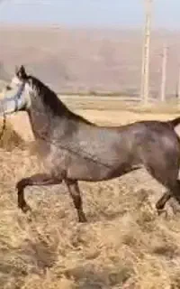 فروش فوری