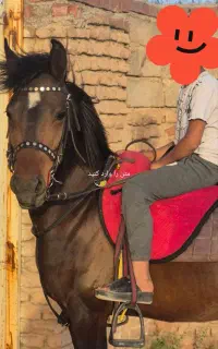 اسب مادیون دو ساله