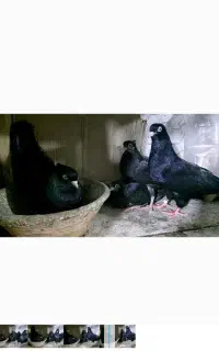 کبوتر زاغ آبادانی