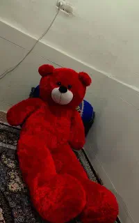 خرس قرمز