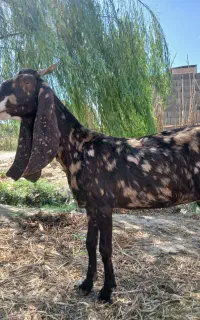 بز پلنگی