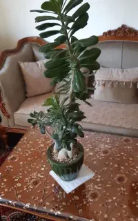 آدونیوم یا رزصحرایی