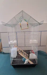 قفس