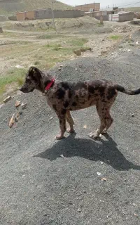 توله فروشی