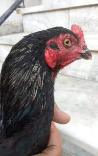 خروس لاری