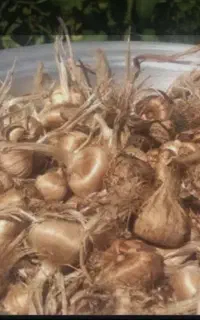 پیاز زعفران