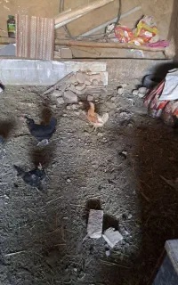 مرغ تخم گذار