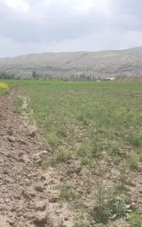زمین زراعی مناسب باغ و ویلا