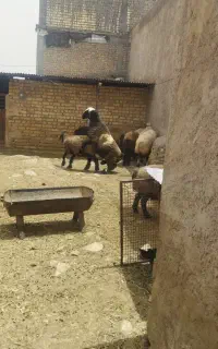 شیشک قوچ ترکی