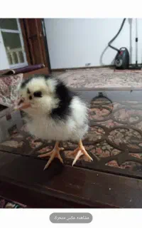جوجه مرغ محلی با اصالت