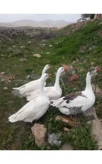 تعدادی غازوجوجه غاز
