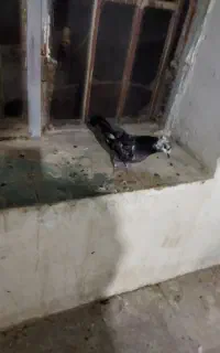 چینی کاکلی