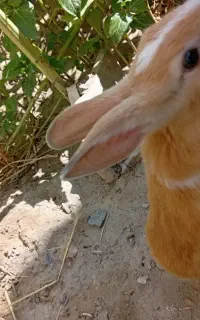 خرگوش زیبا و سالم