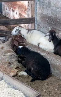 گوسفند بره نرو ماده