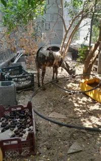 فروش کهره دریایی