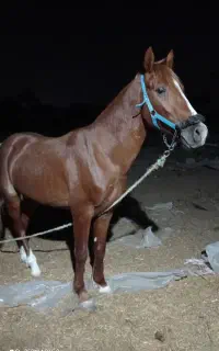 نریان اصیل