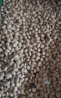 دوتن لوبیا چیتی تازه بوجارشده