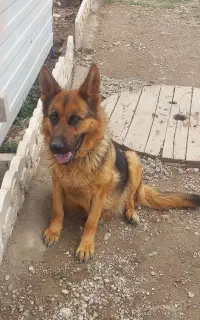 سگ ژرمن گمشده