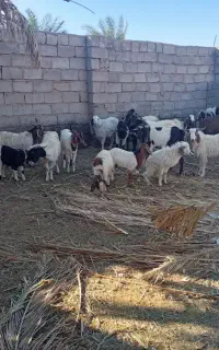 چندگوسفندفروشی