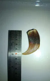 ماکت پنجه خرس کلکسیونی و دست ساز