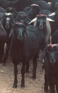 بره نر فروشی کیلویی ۶۸۰
