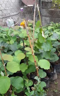 پخش نهال کیوی