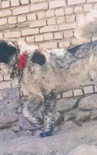 قهدریجانی همچی تمام