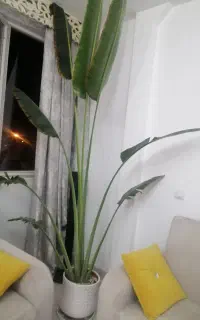 گل بزرگ شاداب