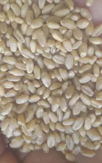 گندم درجه یک و با کیفیت