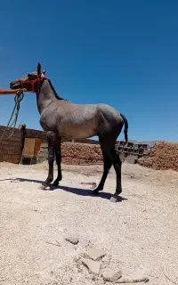 خرید وفروش اسب ومادیون از قیمت 20تا 40