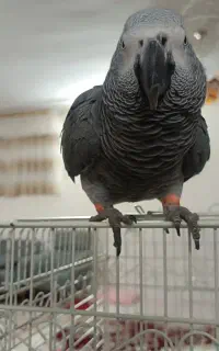 کاسکو ماده