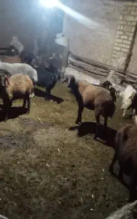 سلام گوسفند