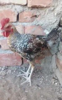 خروس دورگه