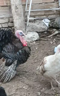 بوقلمون