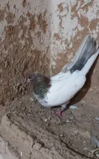 دوتا نر مست خوب