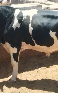دو عدد گوساله چاق