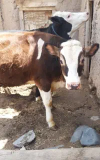 گوساله ماده اصل سیمنتال دامازلخ