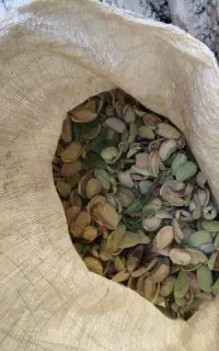 پوست بادام