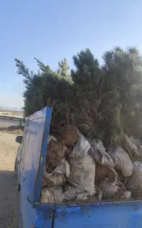 کاج سوزنی کیفیت درجه یک درنهالستان گلخانه ضامن آهو