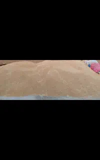 گندم بذری دیم