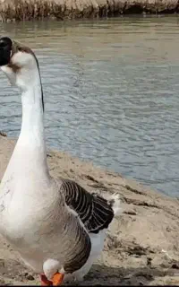 معاوضه  اسرائیلی مرغ قوغاز