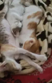 بچه گربه واگذاری رایگان