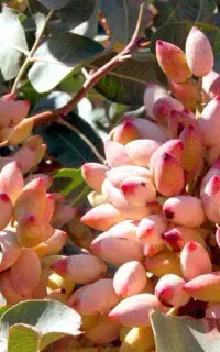 رشدانفجاری پسته بادام وگردو