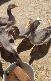 مرغ بوقلمو