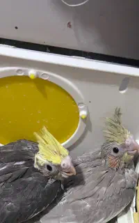 جوجه عروس سرلاکی