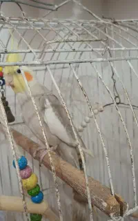 عروس هلندی نر آواز خوان
